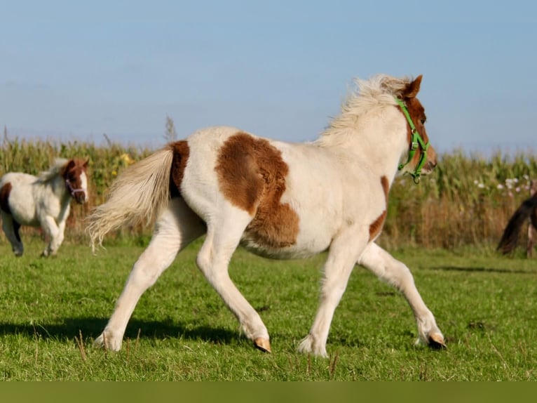 Shetland Ponys Hengst 1 Jaar 95 cm Gevlekt-paard in Rockanje