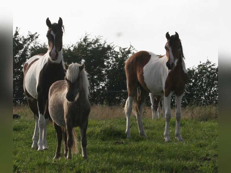 Shetland Ponys Hengst 1 Jaar 95 cm in Flensburg