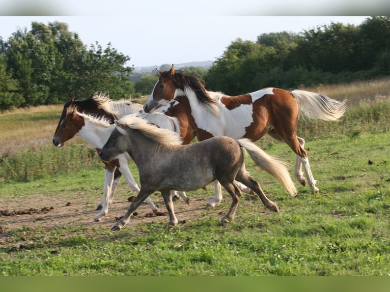 Shetland Ponys Hengst 1 Jaar 95 cm in Flensburg