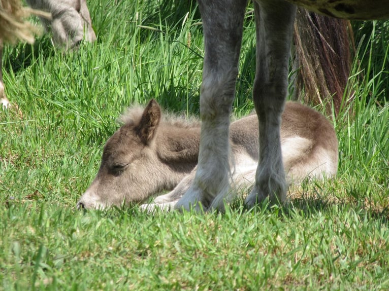 Shetland Ponys Hengst 1 Jaar 95 cm in Flensburg