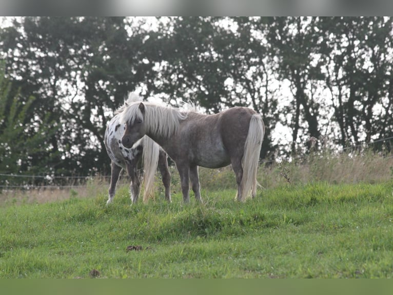 Shetland Ponys Hengst 1 Jaar 95 cm in Flensburg