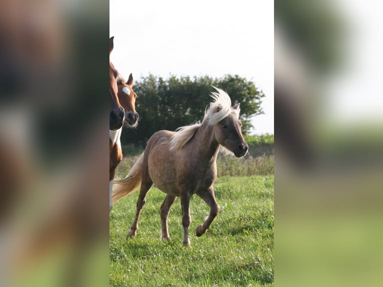 Shetland Ponys Hengst 1 Jaar 95 cm in Flensburg