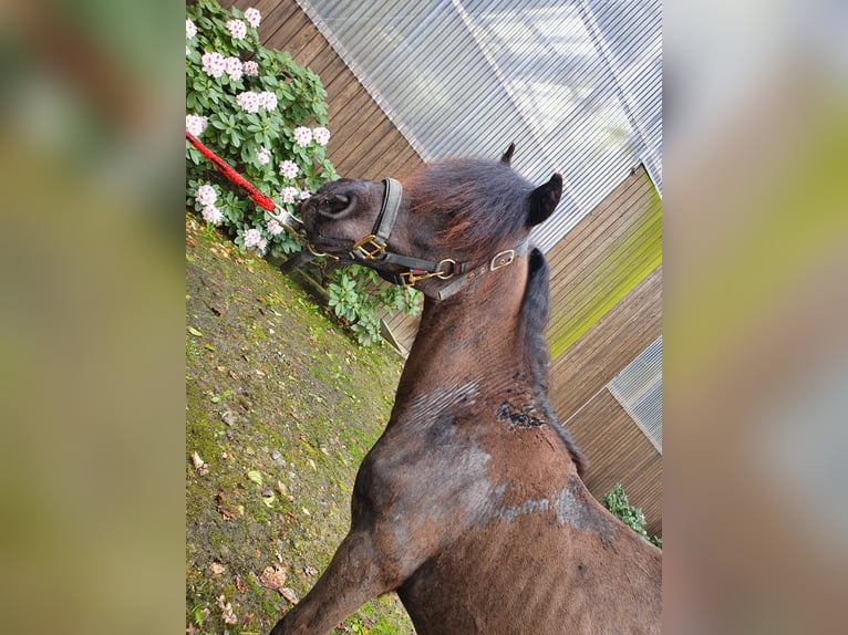 Shetland Ponys Hengst 1 Jaar 95 cm Zwart in Lübbecke