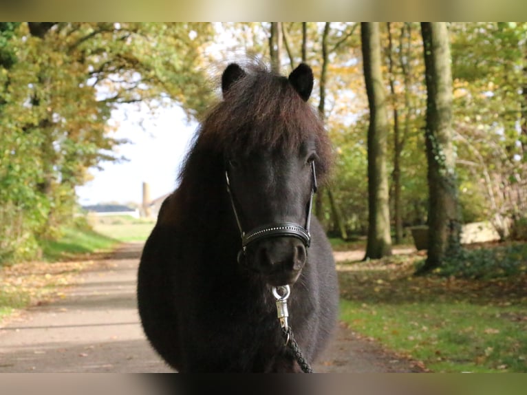 Shetland Ponys Hengst 1 Jaar 95 cm Zwart in Recke, bei Osnabr&#xFC;ck