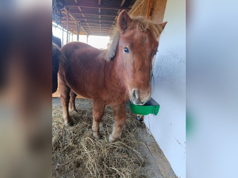 Shetland Ponys Hengst 1 Jaar 98 cm Vos in Offenburg