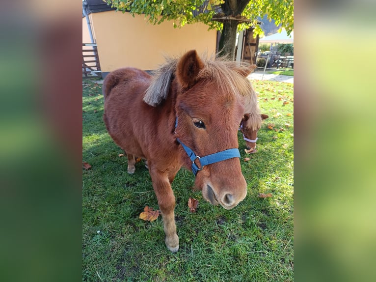 Shetland Ponys Hengst 1 Jaar 98 cm Vos in Offenburg