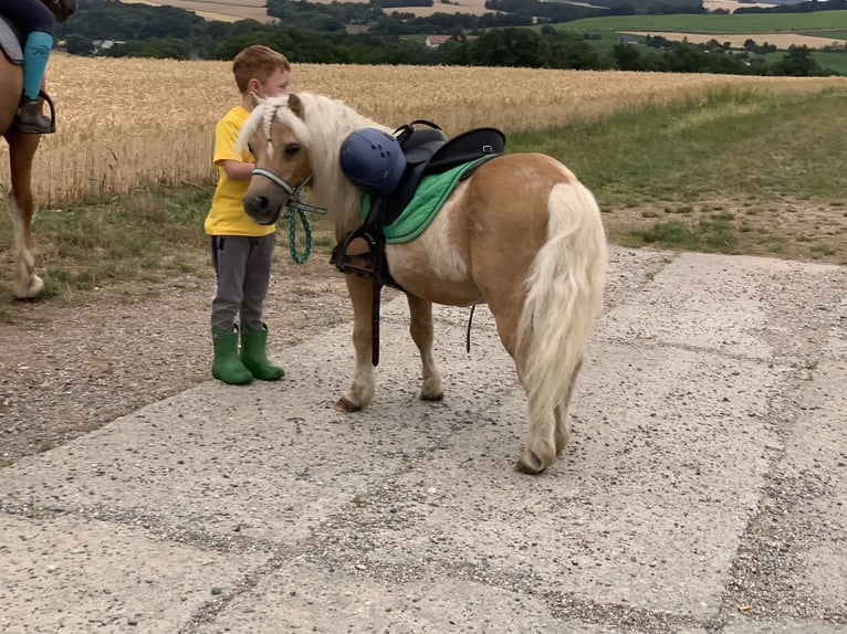 Shetland Ponys Hengst 1 Jaar 98 cm Zwart in Neukirchen/Pleiße