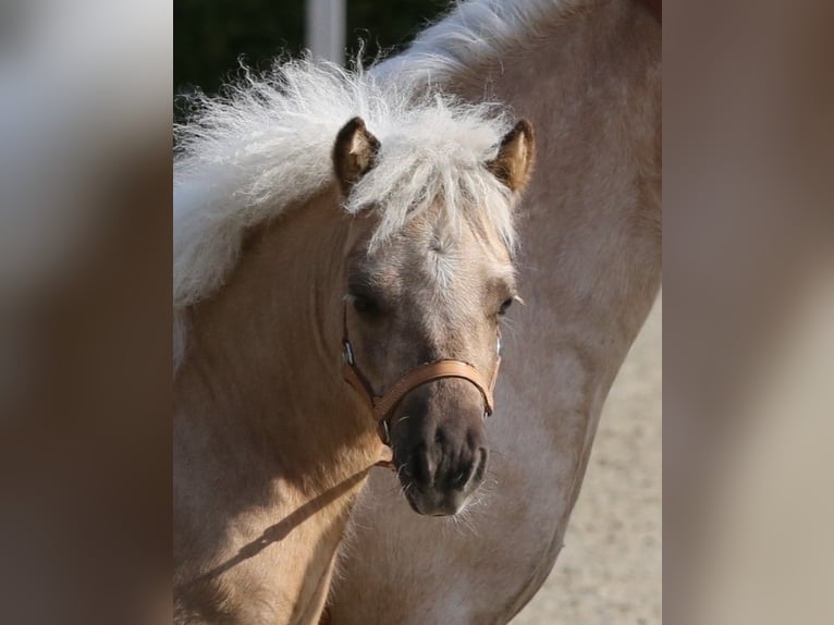 Shetland Ponys Hengst 1 Jaar Palomino in Oberschöna