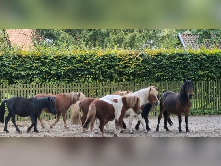 Shetland Ponys Mix Hengst 1 Jaar in Verl