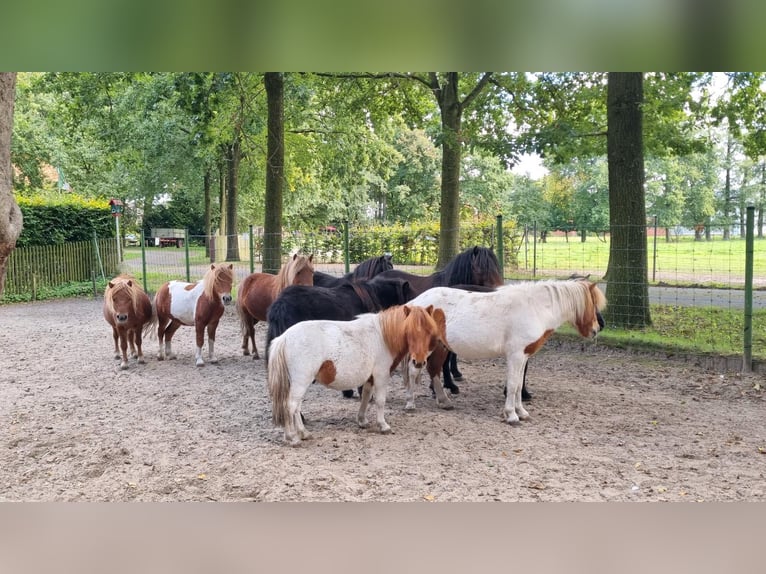 Shetland Ponys Mix Hengst 1 Jaar in Verl