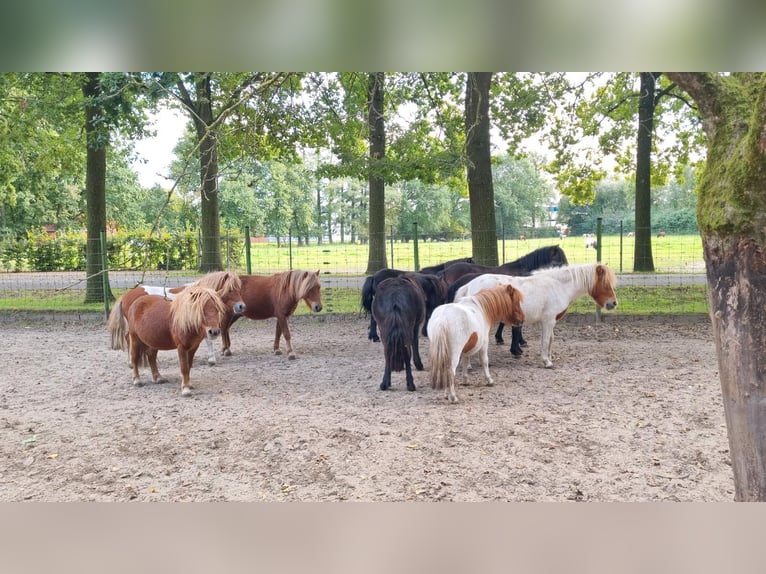 Shetland Ponys Mix Hengst 1 Jaar in Verl