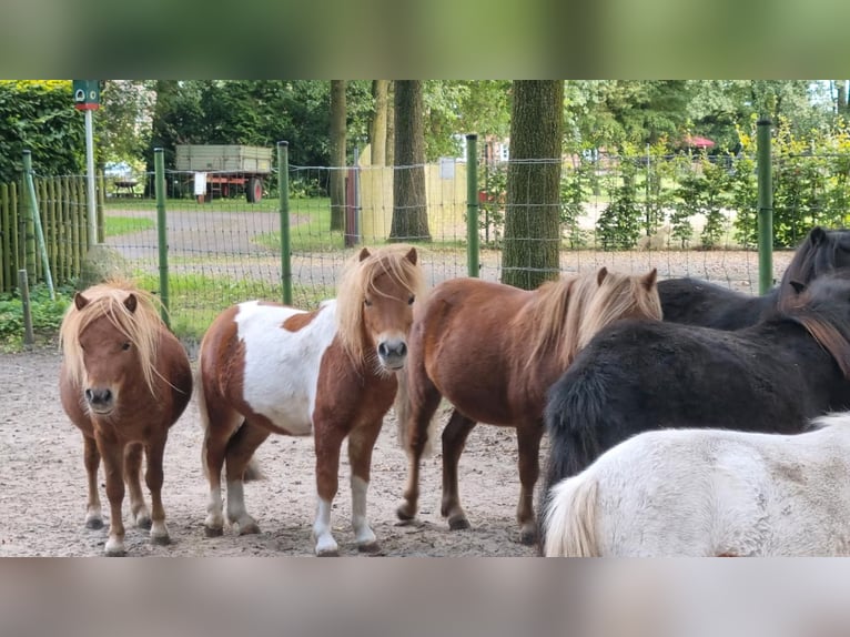 Shetland Ponys Mix Hengst 1 Jaar in Verl