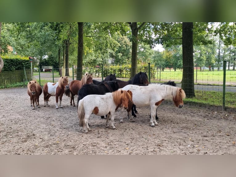 Shetland Ponys Mix Hengst 1 Jaar in Verl