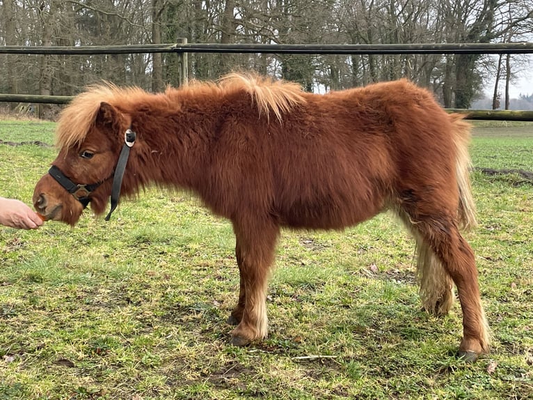Shetland Ponys Hengst 1 Jaar Vos in Telgte