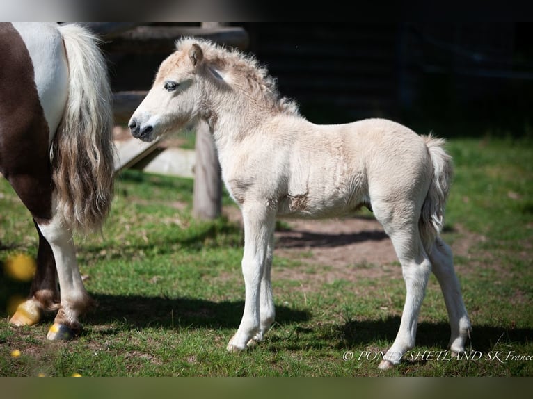 Shetland Ponys Hengst 1 Jahr 100 cm Fuchs in La Vespière-Friardel