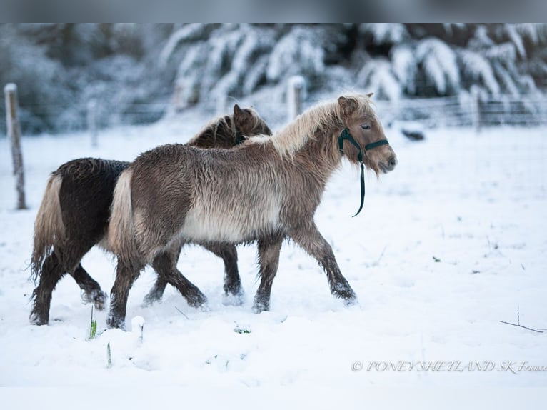 Shetland Ponys Hengst 1 Jahr 100 cm Fuchs in La Vespière-Friardel