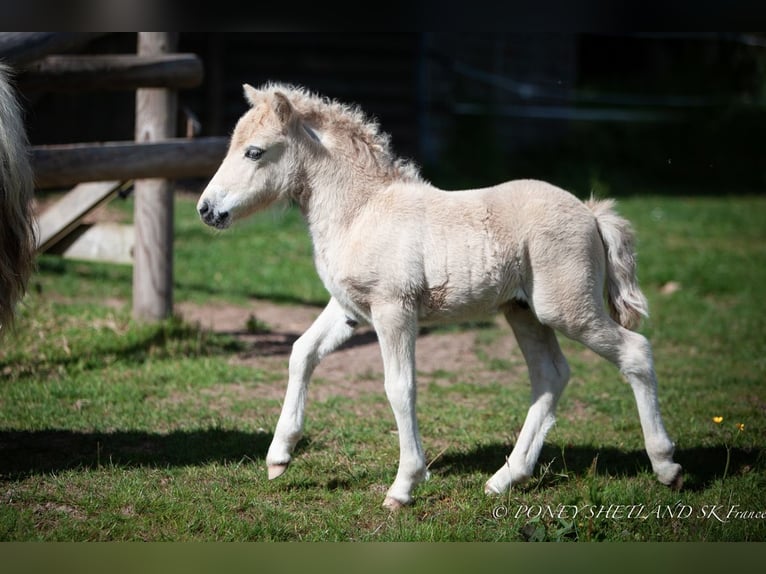 Shetland Ponys Hengst 1 Jahr 100 cm Fuchs in La Vespière-Friardel