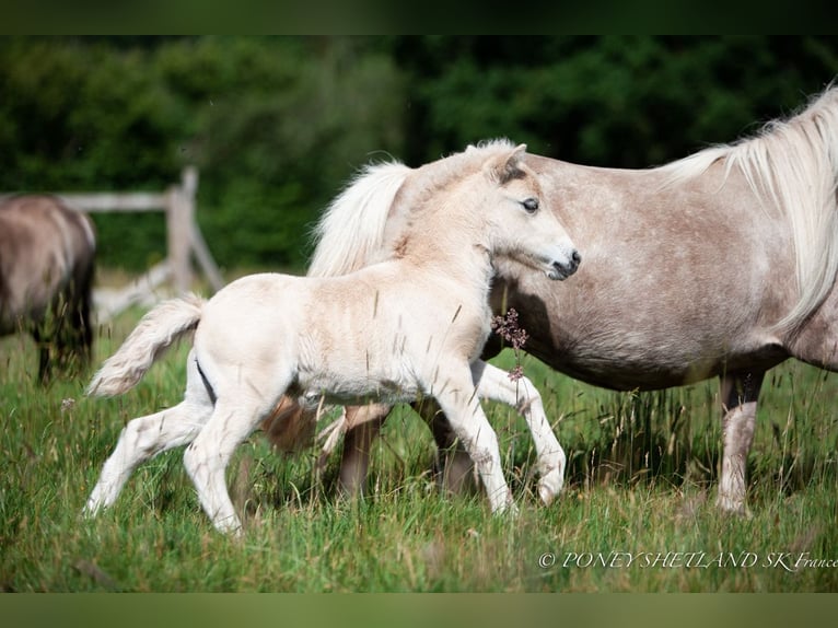 Shetland Ponys Hengst 1 Jahr 100 cm Fuchs in La Vespière-Friardel