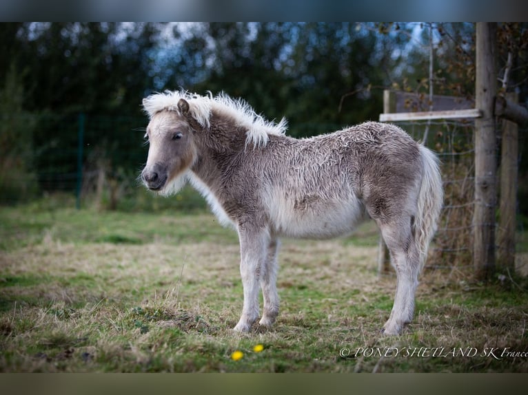 Shetland Ponys Hengst 1 Jahr 100 cm Fuchs in La Vespière-Friardel