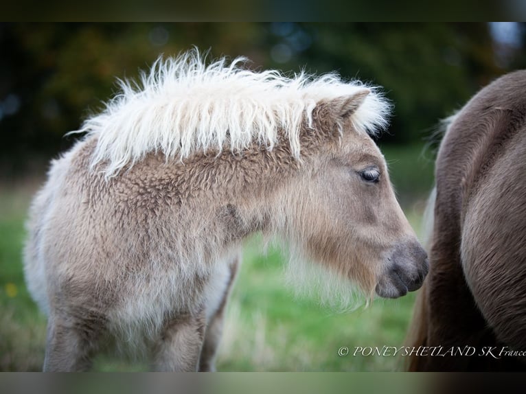 Shetland Ponys Hengst 1 Jahr 100 cm Fuchs in La Vespière-Friardel