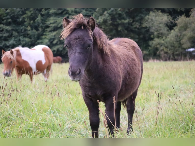 Shetland Ponys Hengst 1 Jahr 100 cm Schecke in Peckfitz