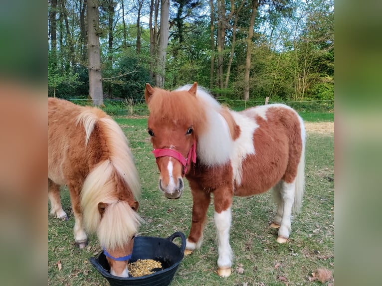 Shetland Ponys Hengst 1 Jahr 100 cm Tobiano-alle-Farben in H&#xF6;rstel