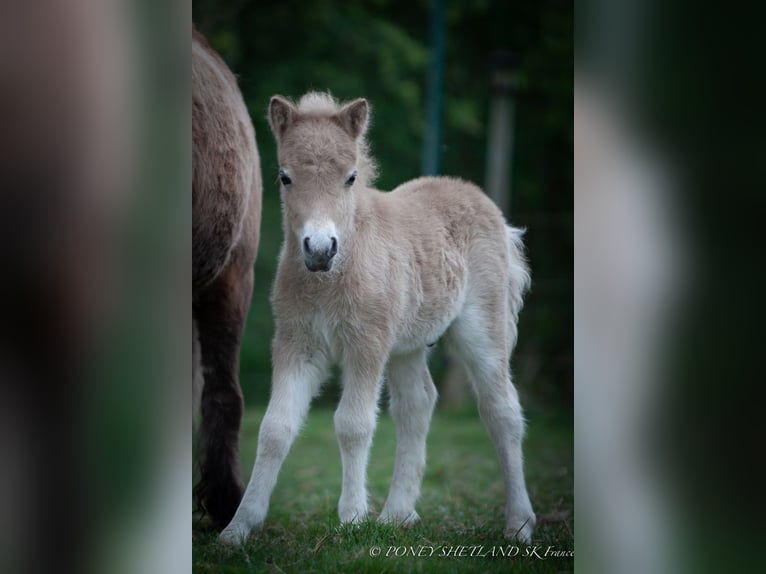 Shetland Ponys Hengst 1 Jahr 102 cm Fuchs in La Vespière-Friardel