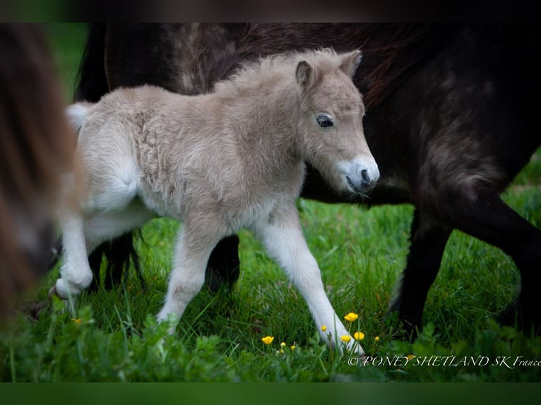 Shetland Ponys Hengst 1 Jahr 102 cm Fuchs in La Vespière-Friardel