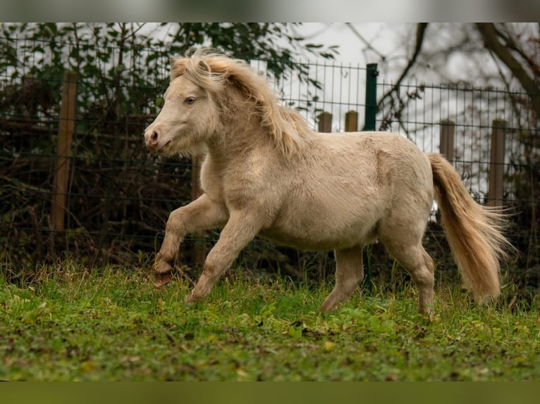 Shetland Ponys Hengst 1 Jahr 102 cm Perlino in Groß Molzahn Shetland Ponys Hengst 1 Jahr 102 cm Perlino in Groß Molzahn