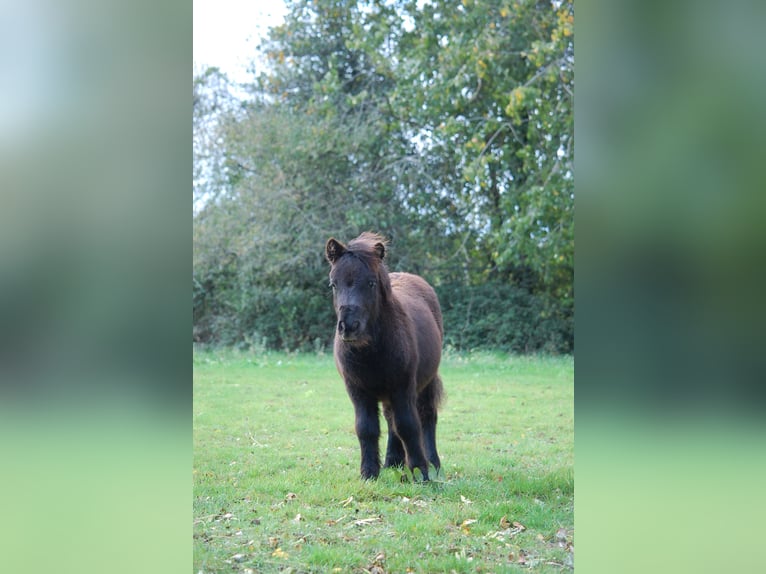 Shetland Ponys Hengst 1 Jahr 103 cm Rappe in Toucy