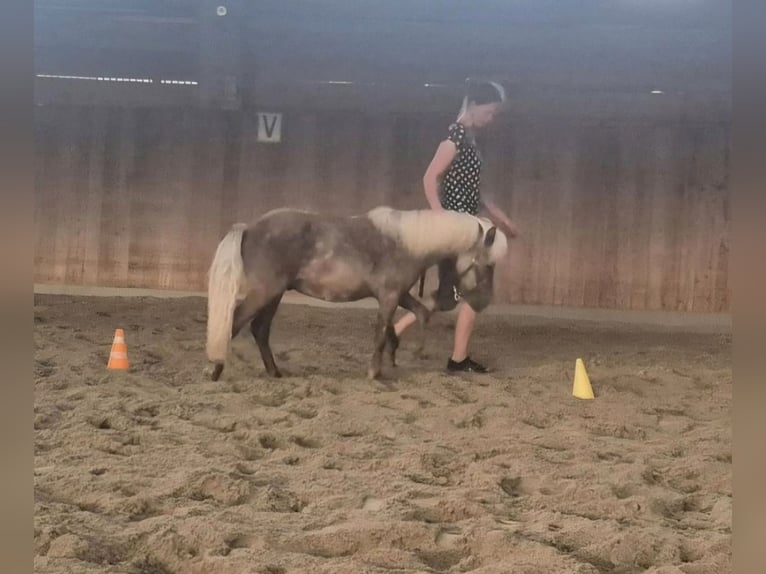 Shetland Ponys Hengst 1 Jahr 104 cm  in Deißlingen