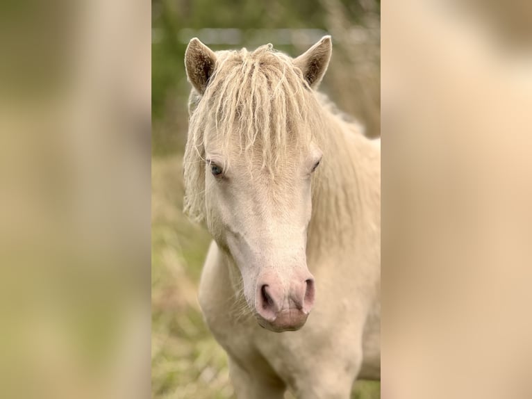 Shetland Ponys Hengst 1 Jahr 104 cm Perlino in Gro&#xDF; Molzahn