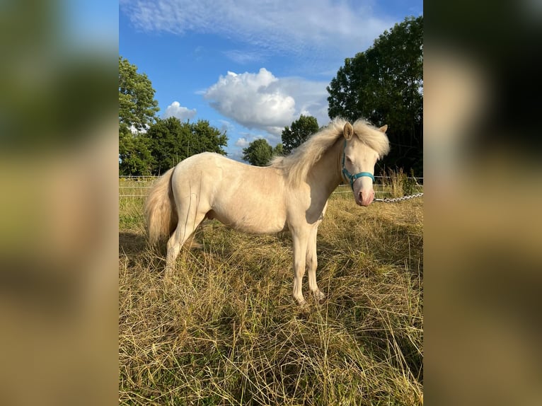 Shetland Ponys Hengst 1 Jahr 104 cm Perlino in Gro&#xDF; Molzahn