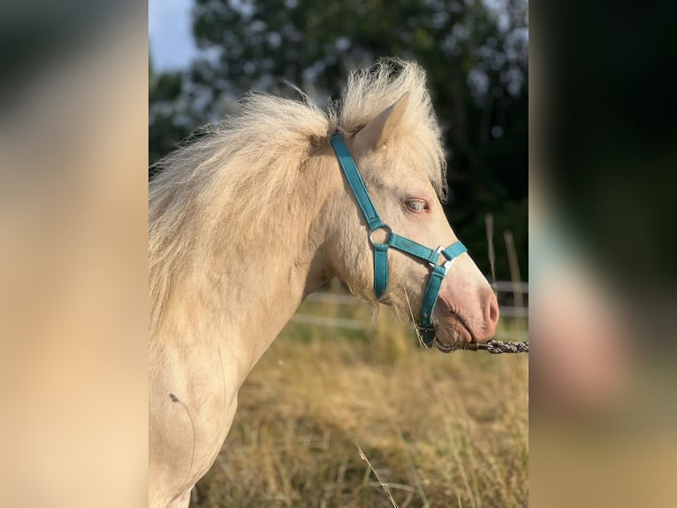 Shetland Ponys Hengst 1 Jahr 104 cm Perlino in Gro&#xDF; Molzahn