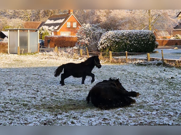 Shetland Ponys Hengst 1 Jahr 104 cm Rappe in Doezum