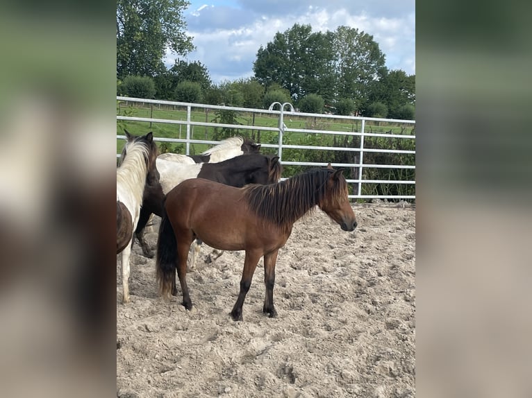 Shetland Ponys Mix Hengst 1 Jahr 105 cm in Arkel