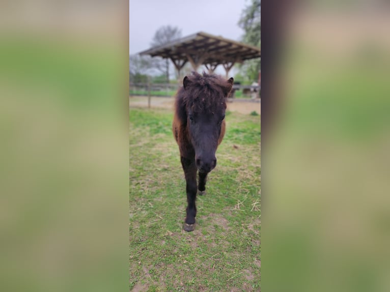 Shetland Ponys Hengst 1 Jahr 105 cm Rappe in Bad Segeberg