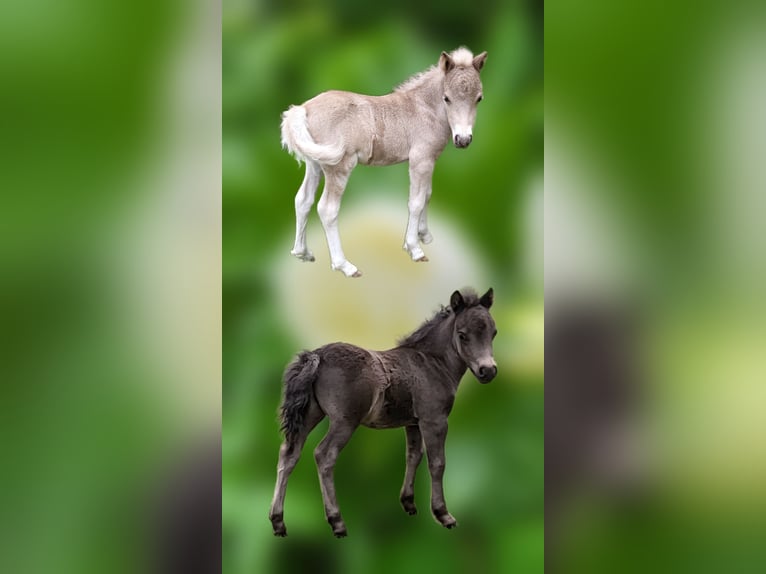 Shetland Ponys Hengst 1 Jahr 105 cm  in Bad Belzig