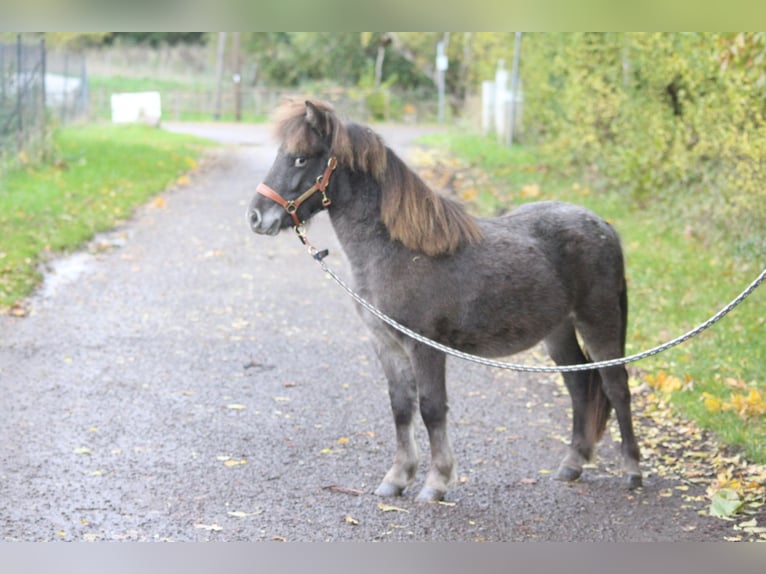 Shetland Ponys Hengst 1 Jahr 108 cm Tigerschecke in Hohen Viecheln