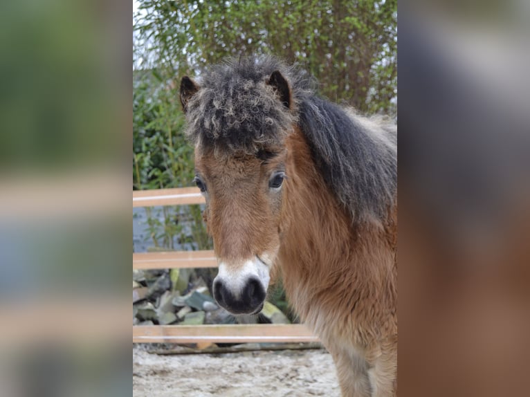 Shetland Ponys Hengst 1 Jahr 110 cm Falbe in Moormerland