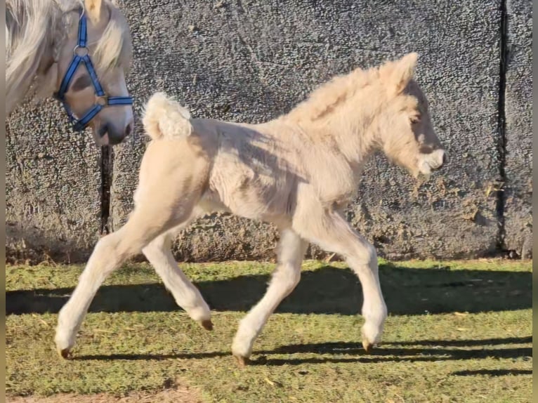Shetland Ponys Hengst 1 Jahr 110 cm Falbe in Marsberg