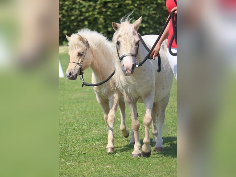 Shetland Ponys Hengst 1 Jahr 110 cm Falbe in Marsberg