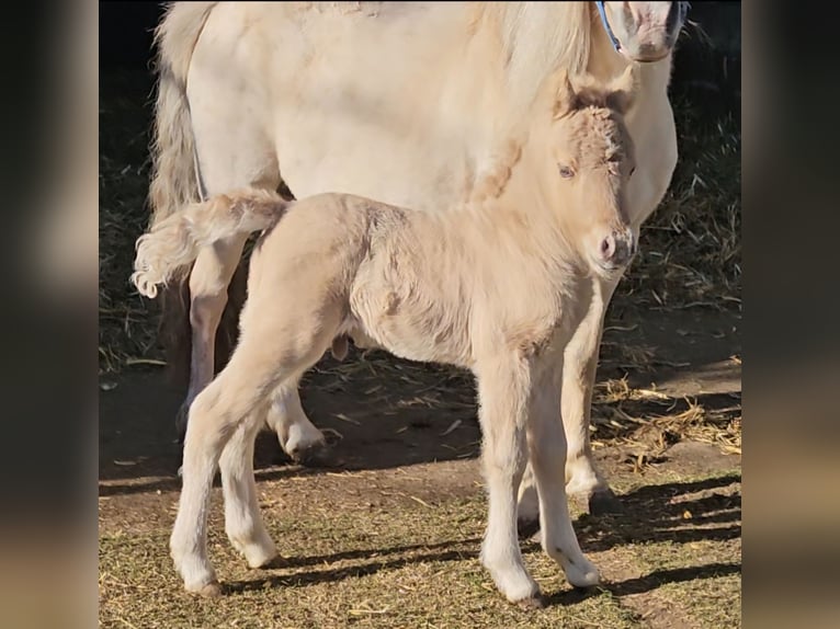 Shetland Ponys Hengst 1 Jahr 110 cm Falbe in Marsberg