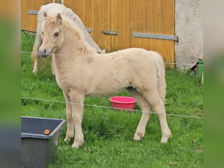 Shetland Ponys Hengst 1 Jahr 110 cm Falbe in Marsberg