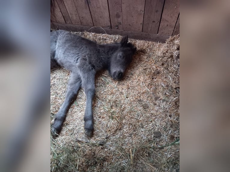 Shetland Ponys Hengst 1 Jahr 110 cm Rappe in Forstau