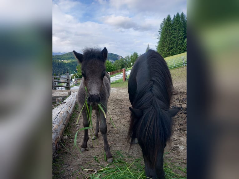 Shetland Ponys Hengst 1 Jahr 110 cm Rappe in Forstau