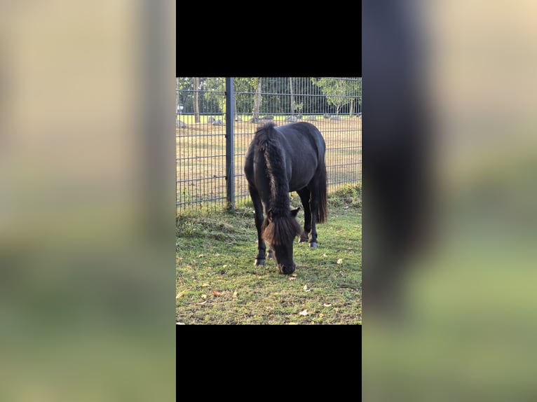 Shetland Ponys Hengst 1 Jahr 110 cm Rappe in Neuenkirchen-V&#xF6;rden