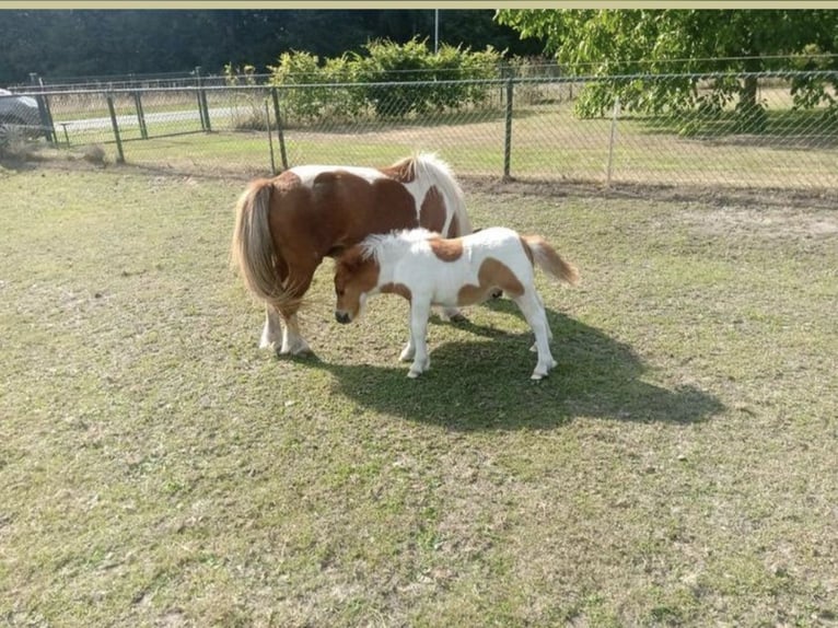 Shetland Ponys Hengst 1 Jahr 110 cm Schecke in Freren