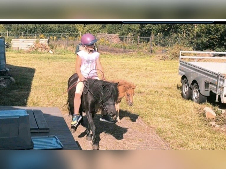 Shetland Ponys Hengst 1 Jahr 110 cm Schecke in Freren