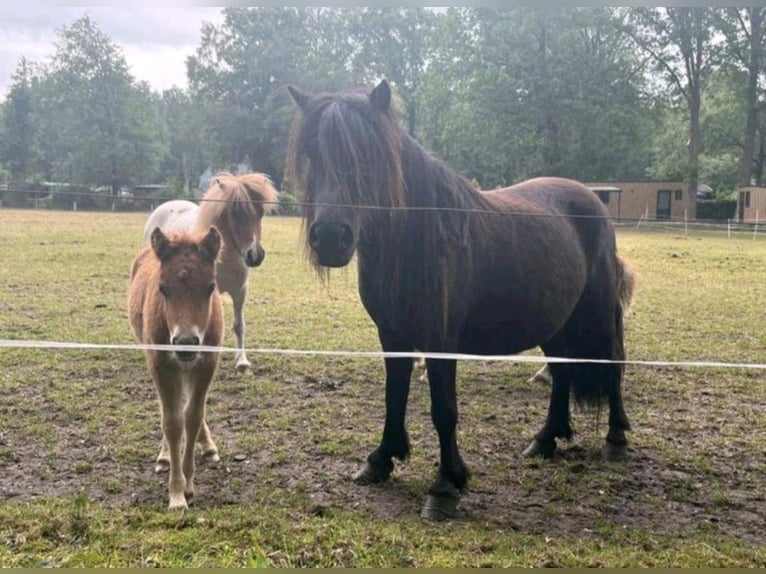 Shetland Ponys Hengst 1 Jahr 110 cm Schecke in Freren